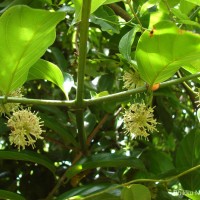 Uncaria elliptica R.Br. ex G.Don